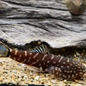 Garantierte Lieferung Flossensauger "Blue Tail" (Gastromyzon spec. blue tail)